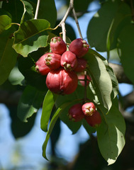 Syzygium suborbiculare