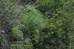 Arracacia tolucensis multifida