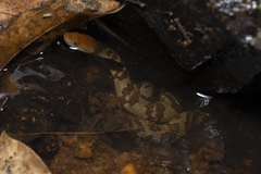 Trimerodytes aequifasciatus