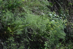 Arracacia tolucensis multifida