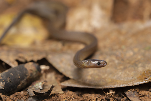 Boulenger's Odd-scaled Snake