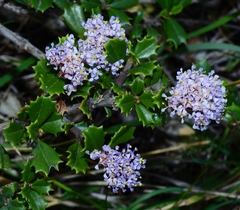 Ceanothus decornutus