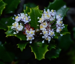 Ceanothus decornutus