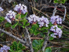 Ceanothus decornutus
