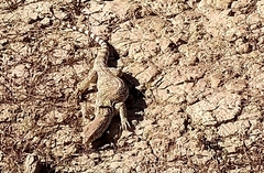 Varanus griseus griseus