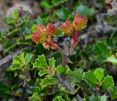 Ceanothus decornutus