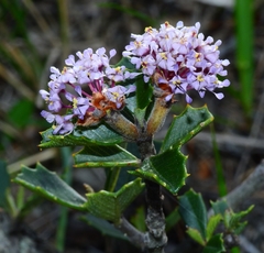 Ceanothus decornutus