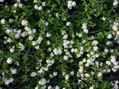 Ceanothus decornutus
