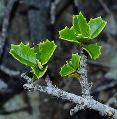 Ceanothus decornutus