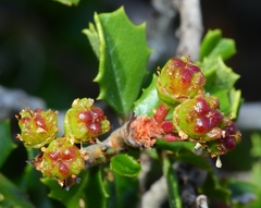 Ceanothus decornutus