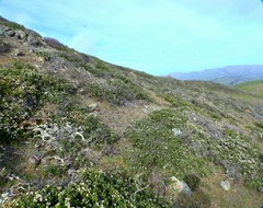 Ceanothus decornutus