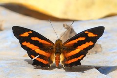 Symbrenthia hypselis