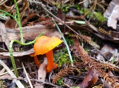Hygrocybe procera