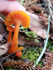 Hygrocybe procera