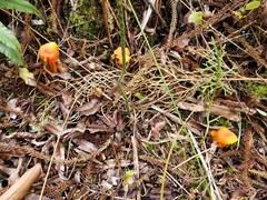 Hygrocybe procera