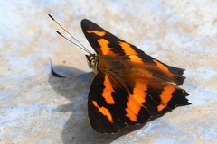 Symbrenthia hypselis