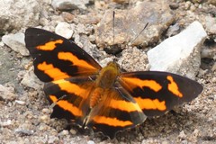 Symbrenthia hypselis