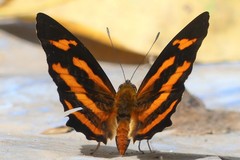 Symbrenthia hypselis