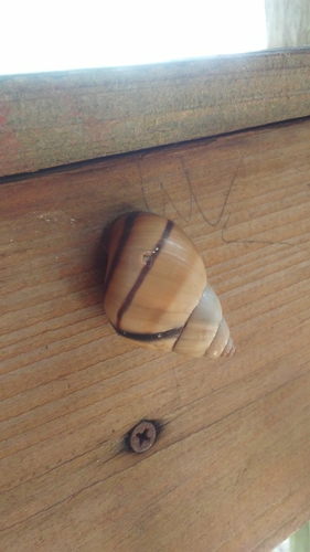 Banded Tree Snail