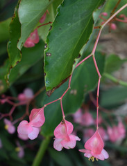 Begonia