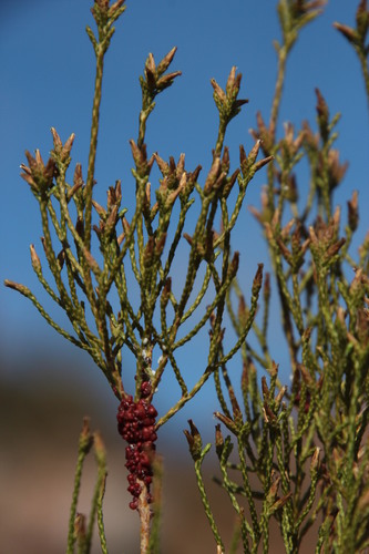 Image of Dicerothamnus adpressus by (c) Tony Rebelo, some rights reserved (CC BY-SA)