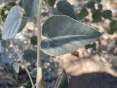 Horsfordia newberryi
