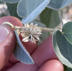 Horsfordia newberryi