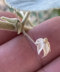 Horsfordia newberryi