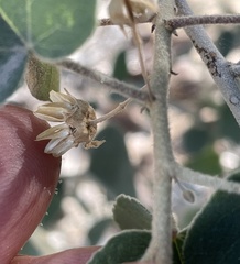 Horsfordia newberryi