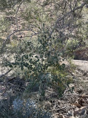 Horsfordia newberryi
