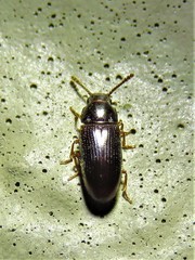 Pharaxonotha kirschii