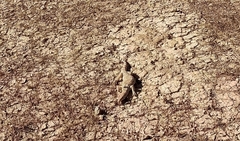 Varanus griseus griseus