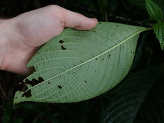 Guettarda crispiflora