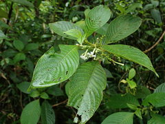 Guettarda crispiflora