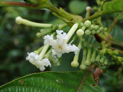 Guettarda crispiflora