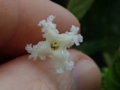 Guettarda crispiflora