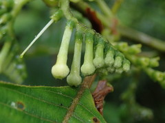 Guettarda crispiflora