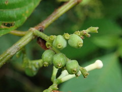 Guettarda crispiflora