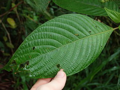 Guettarda crispiflora
