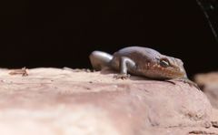Liopholis personata