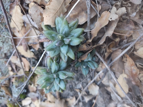 Foto de Planta-jade compacta