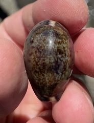 Pseudozonaria robertsi