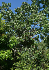 Syzygium suborbiculare
