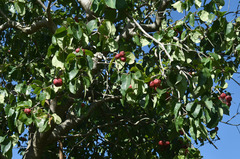 Syzygium suborbiculare