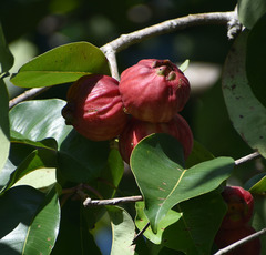 Syzygium suborbiculare