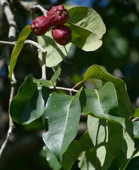 Syzygium suborbiculare