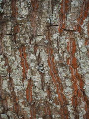 Trentepohlia umbrina