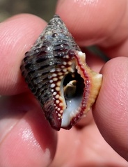 Gemophos sanguinolentus