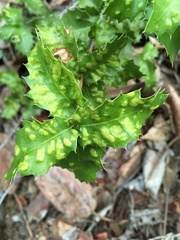 Aceria mackiei