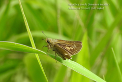Parnara amalia